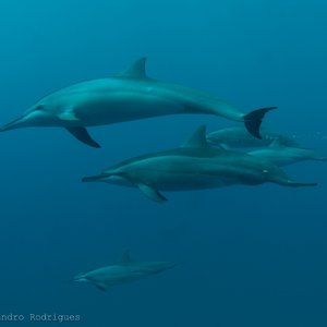 dolfijnen Fernando de Noronha Brazilie