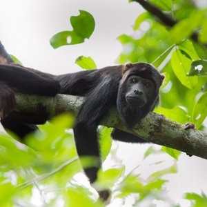 Aap nabij de Cristalino Lodge, Zuidelijke Amazone