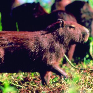 Capibara Pantanal Brazilie