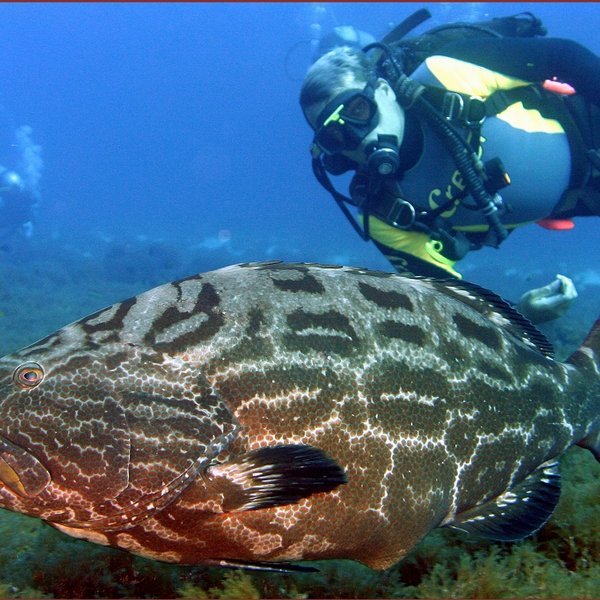 Duiken Fernando de Noronha met grote vis