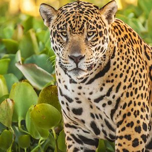 panorama foto met Jaguar in de Pantanal Brazilie