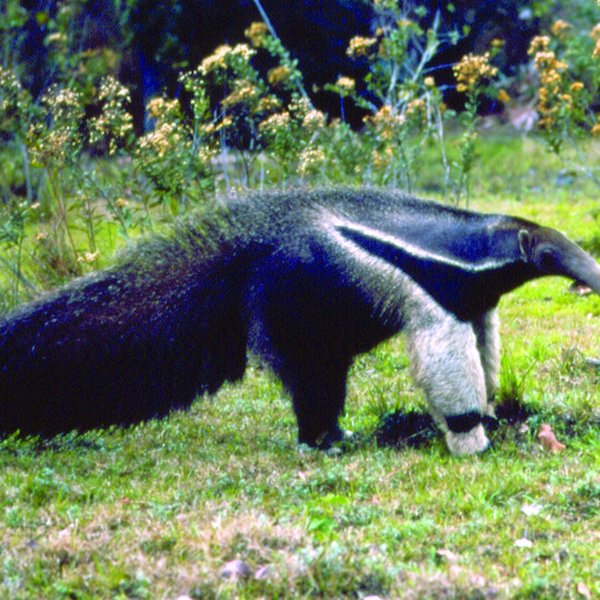 Tamandua miereneter Pantanal Brazilie