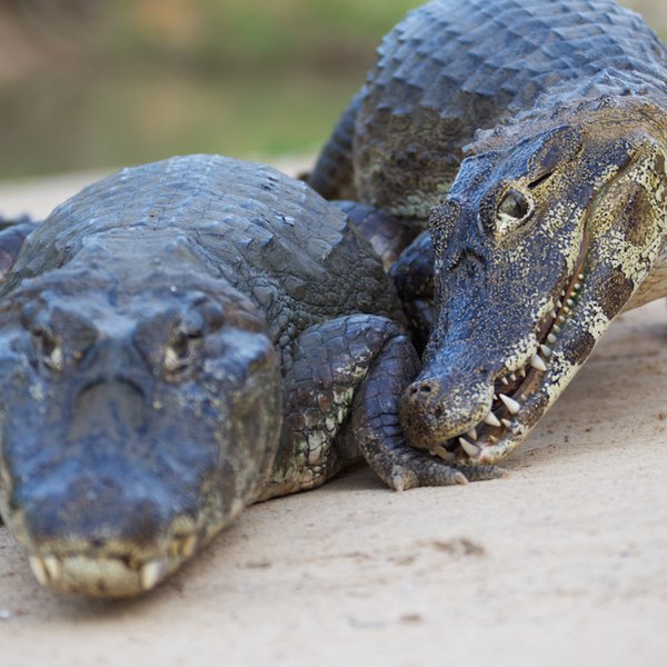 kaaiman pantanal brazilie