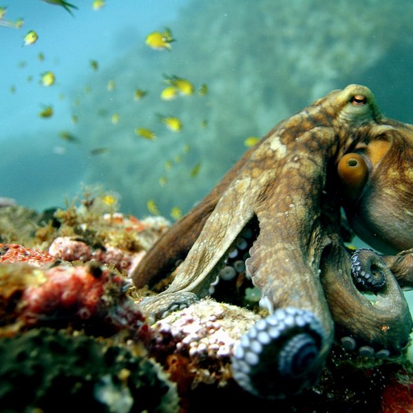 zee fauna in Fernando de Noronha Brazilie