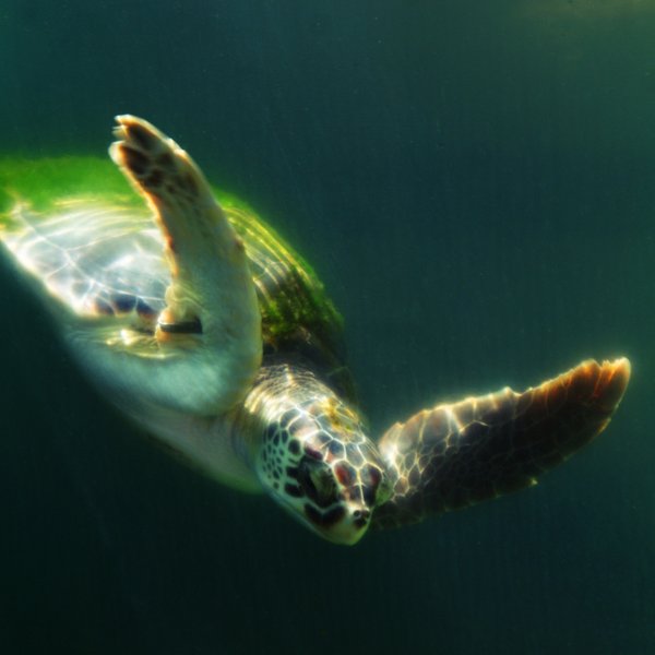 Schildpad Praia do Forte Brazilie