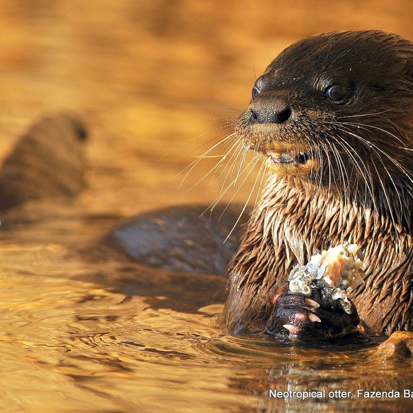 otters in de Pantanal, Brazilie