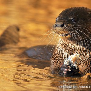 otters in de Pantanal, Brazilie