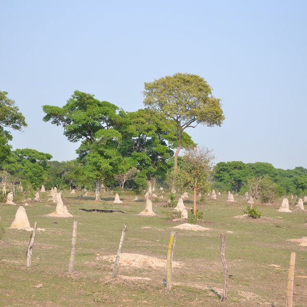 Termietenheuvels in de Pantanal Brazilie