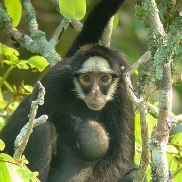 Apen Cristalino Lodge, Zuidelijke Amazone