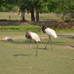 Jabiru vogels koppel Pantanal Brazilie