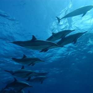 Dolfijnen in Fernando de Noronha Brazilie