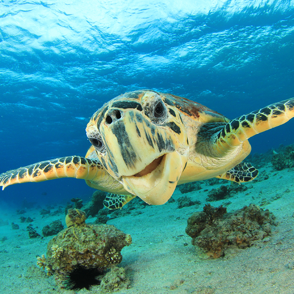 Schildpad Fernando de Noronha Brazilie