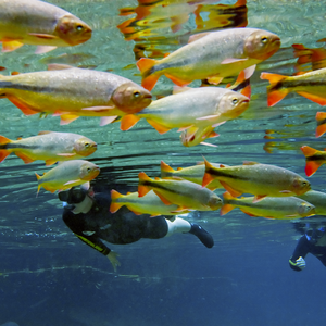 rivier snorkelen in Bonito Brazilie