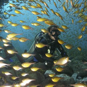 Duiker Fernando de Noronha in school vissen in zee